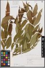 Foto von Salix fragilis L.
